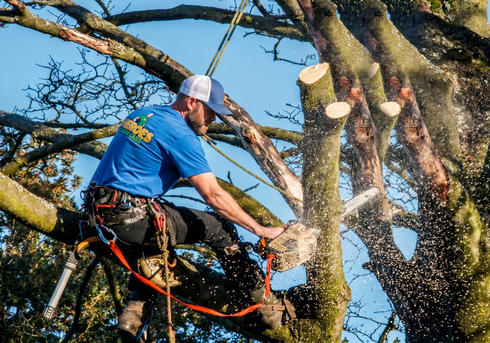 Tree Services