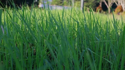 beautiful green St. Augustine Grass
