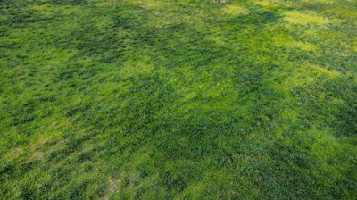 brown patches on green lawn