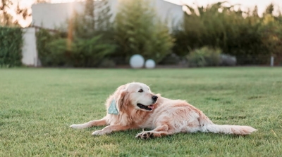 dog lying on the green lawn