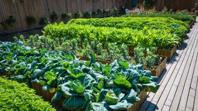 planter boxes with leafy greens growing