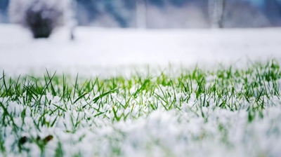 green grass covered in snow