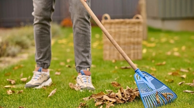 A homeowner using a rake to clear leaves from a garden