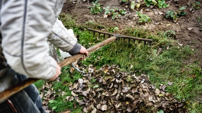 preparing lawn for winter by removing fallen leaves
