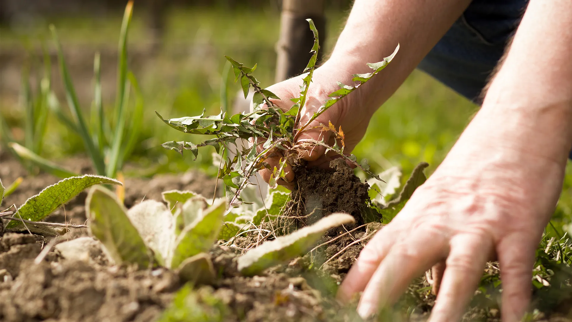 Weed Control