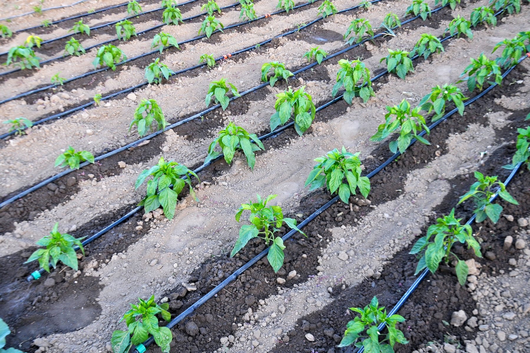 Drip irrigation on vegetables
