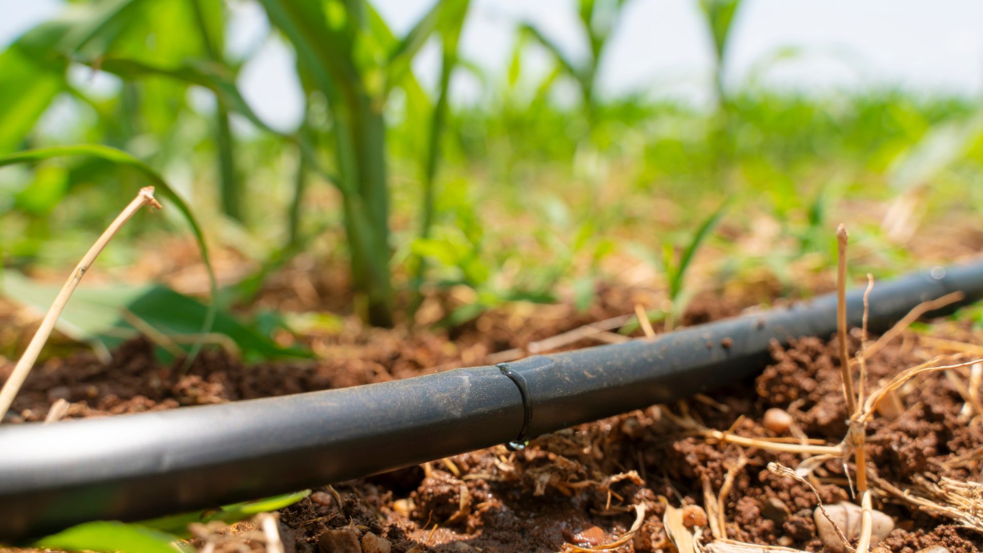 Drip irrigation systems