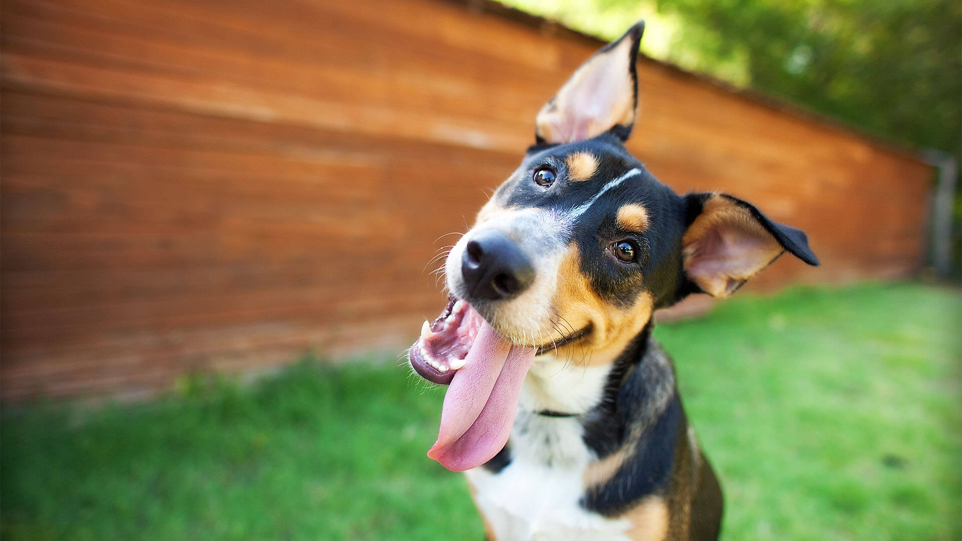 Happy Dog with Tongue Sticking Out
