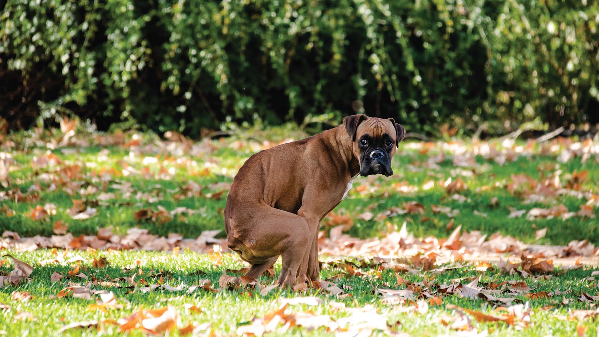 Dog Doing His Doody on Lawn