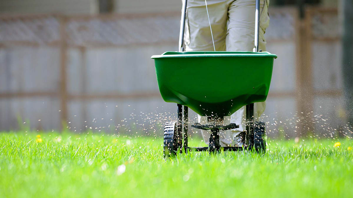 Fertilizing Healthy Green Grass