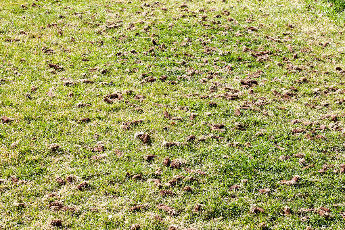 Lawn Aeration