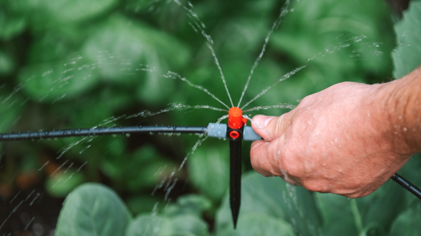 Sprinkler installation