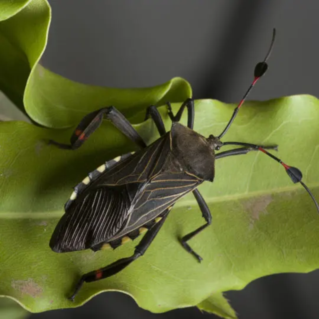 chinch bug on a leaf in a backyard close up