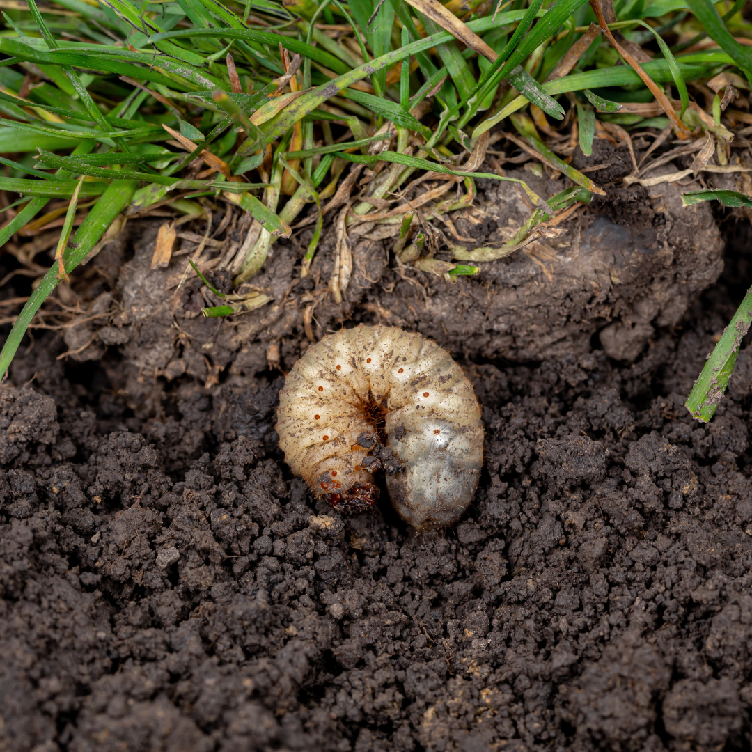 grub in a backyard lawn close up with grass and dirt