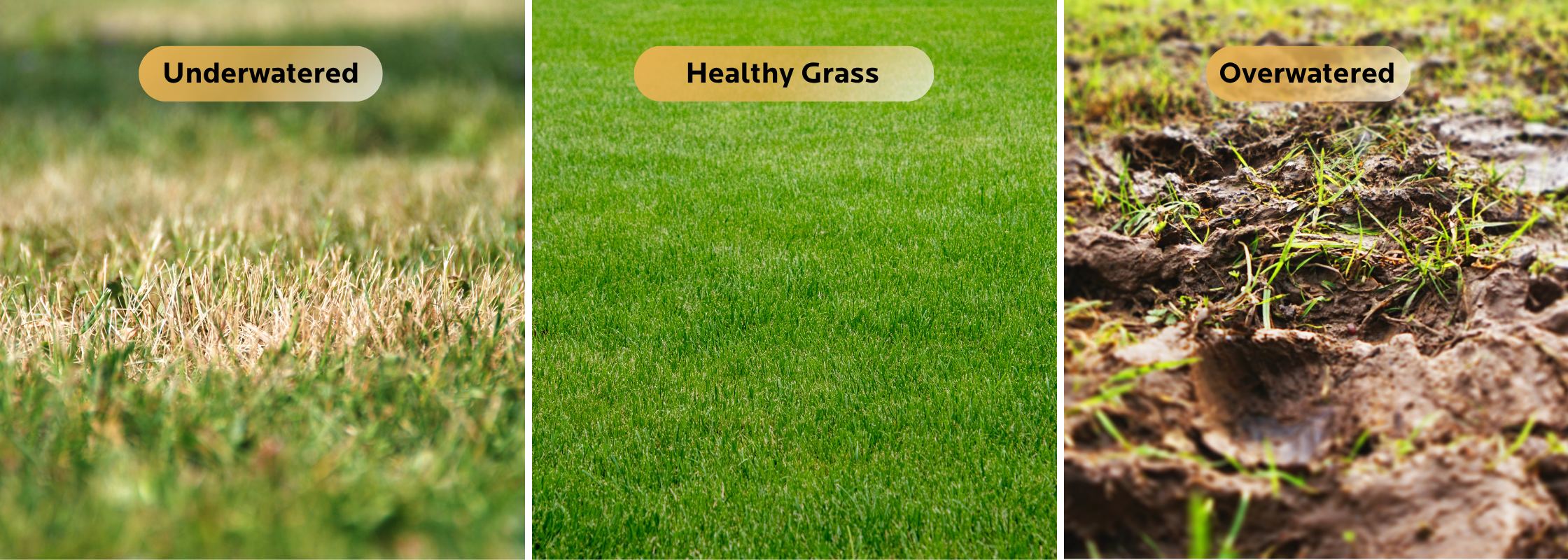 Side-by-side comparison of underwatered, healthy, and overwatered grass, highlighting the importance of proper lawn irrigation and sprinkler system adjustment.